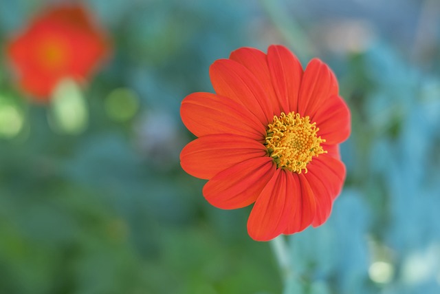 切尔西作为 切尔西作为